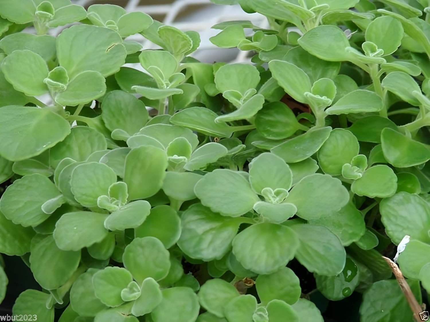 Broadleaf Thyme Seeds (Cuban Oregano) – Aromatic, Succulent-Like Herb for Culina