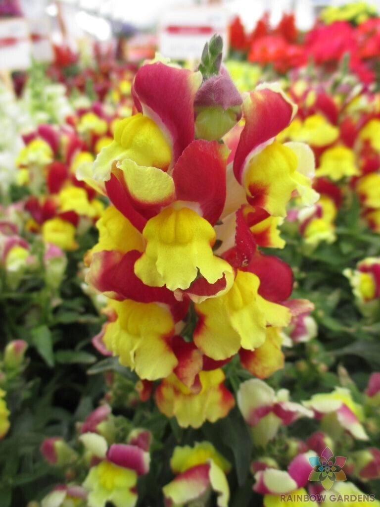 1000+ Snappy Red Yellow Snapdragon Seeds for Garden – USA – FREE SHIPPING!