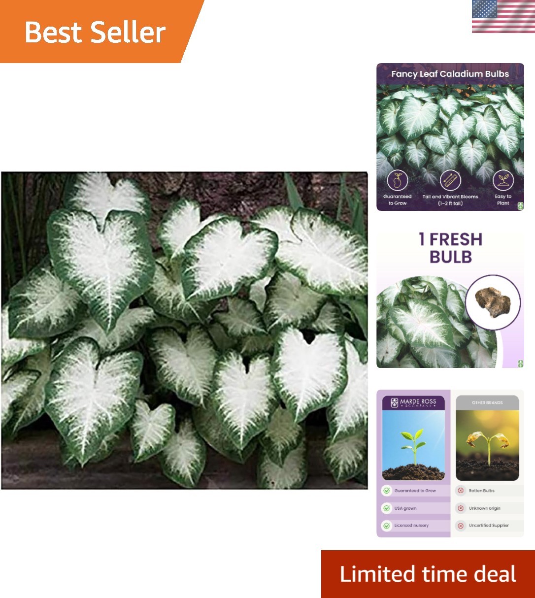 Heirloom Fancy Leaf Caladium Bulbs – Stunning Large Root Plant for Gardens