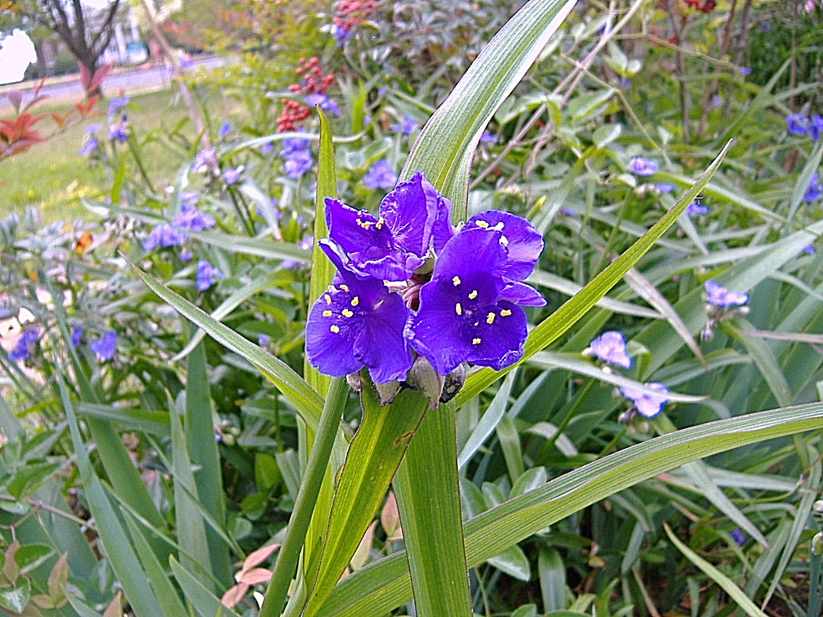 20+ SPIDERWORT TRADESCANTIA FIBROUS BARE ROOTS USDA ZONE 4~9