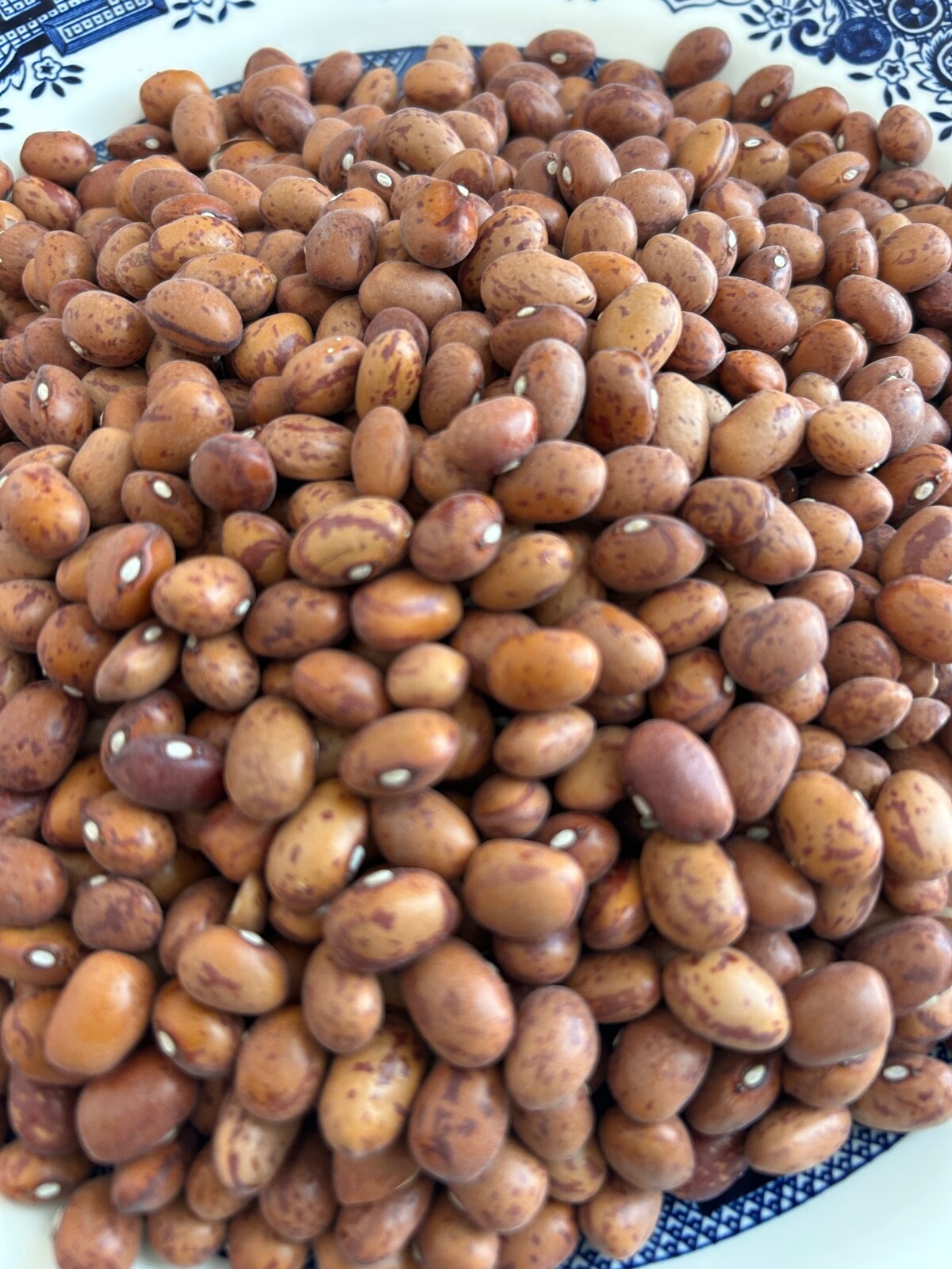 20+ French Horticulture Shell Bean Seeds, Haricot Tarbais, NON-GMO HEIRLOOM