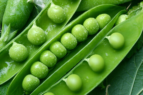 PEA Heirloom Mix 25+ NON-GMO Seeds vegetable garden ALL TYPES MIXED snow peas