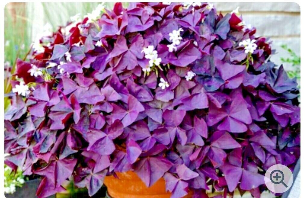 Oxalis Triangularis Purple shamrock rhizomes/bulbs