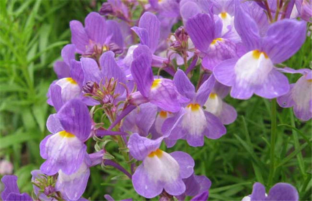 1000+ SEEDS LINARIA VULGARIS toadflax for germination flowering bloom garden bed