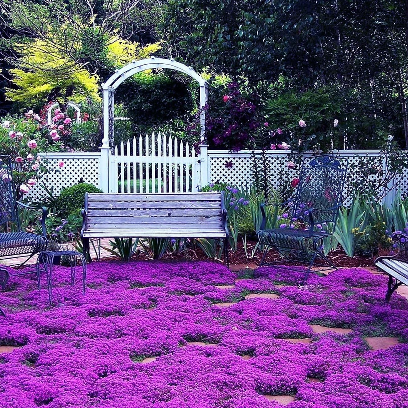 18000+ Mix Creeping Thyme Seeds Wild Creeping Thyme Seeds for Planting