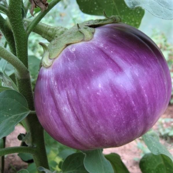 35 Fresh Heirloom | NON-GMO | Rosa Bianca Premium Eggplant Seeds-B 51