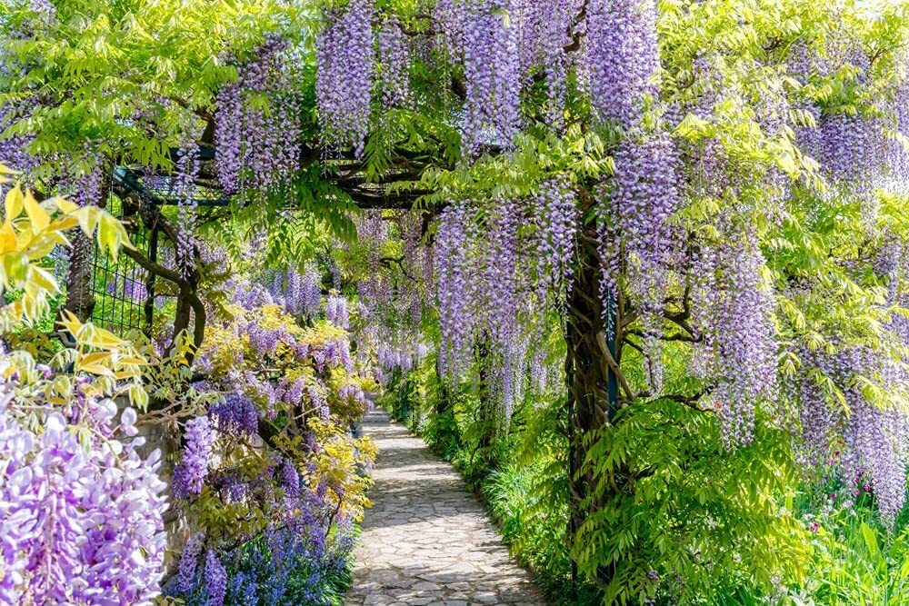 Chinese Wisteria Vine Seeds, 10 Pack – Wisteria sinensis – 10 Seeds to Grow