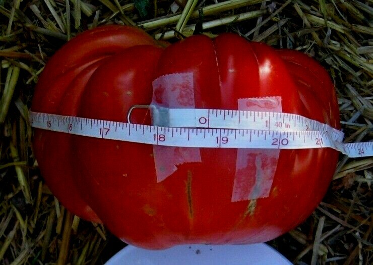 King of Tomatoes BIG ZAC 25 Seeds Red Huge Competition Tomato Organic Plants