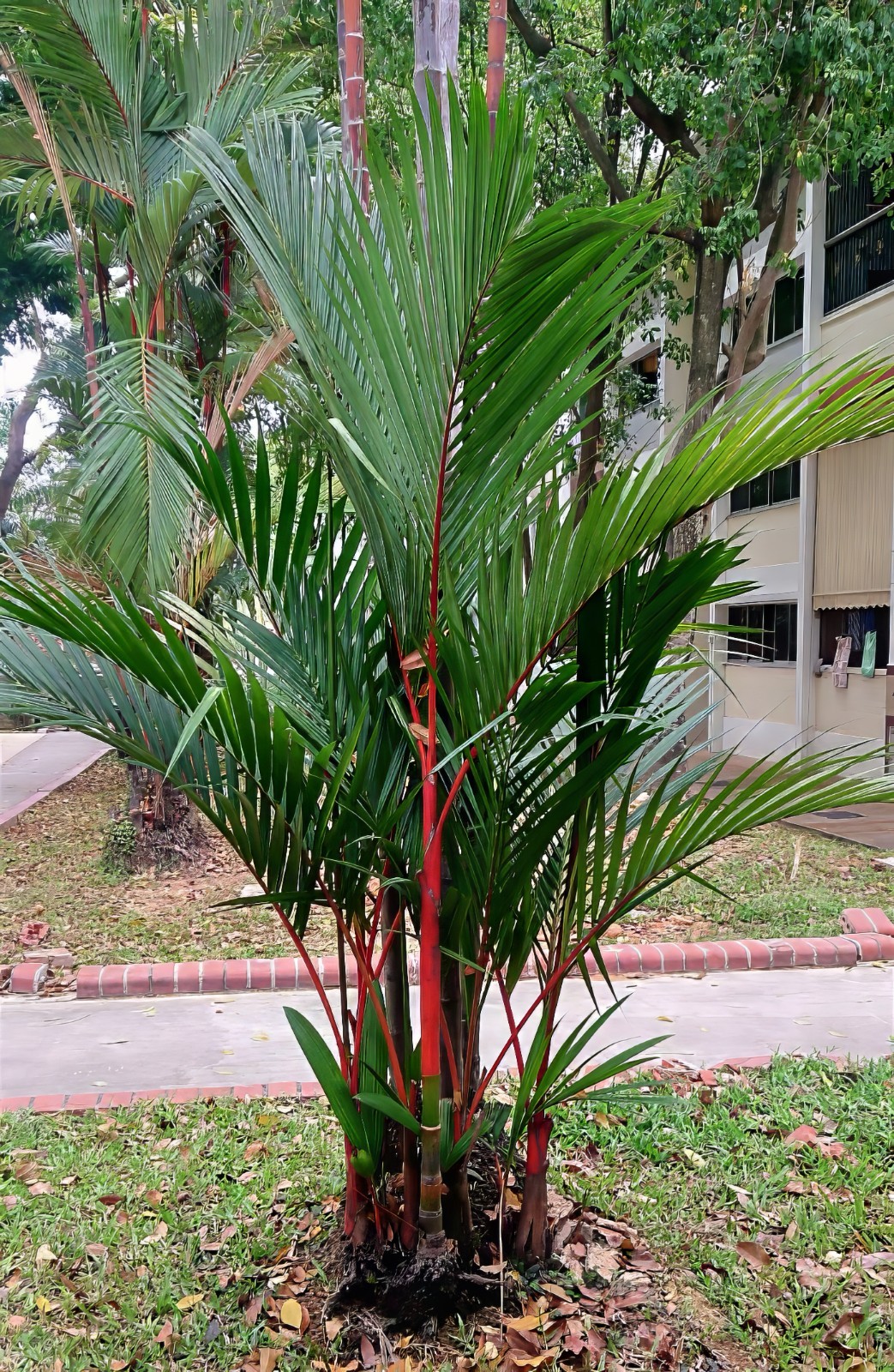 10 RED SEALING WAX “LIPSTICK” PALM TREE SEEDS (Cyrtostachys renda) House Plant