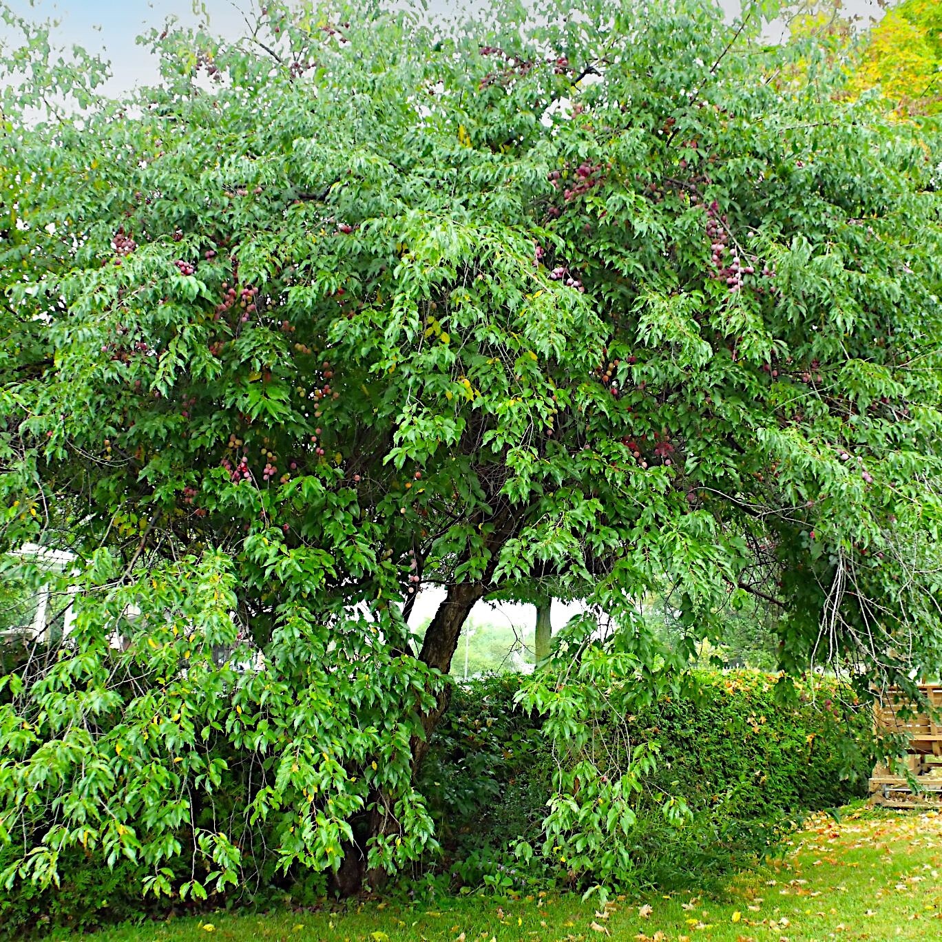 AMERICAN PLUM TREE SEEDS (Prunus americana) Fast Fruit Flower Plant Hardy-Zone 3