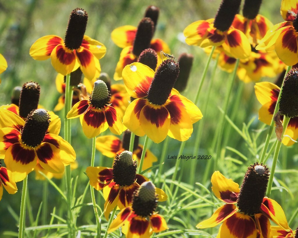 1001+CLASPING Yellow CONEFLOWER Seeds Native Wildflower Pollinators Cut Flowers