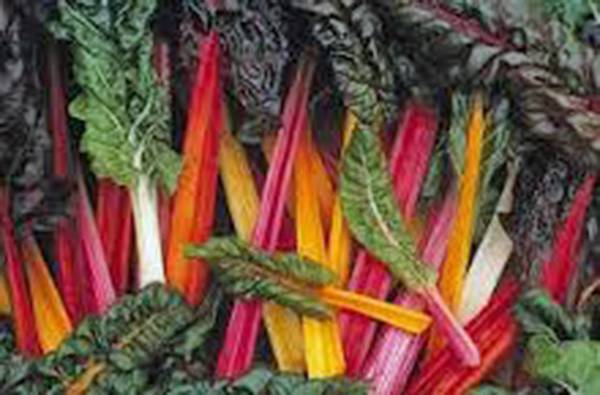 SWISS CHARD SEED, SWISS CHARD, RAINBOW, HEIRLOOM, 500 SEEDS, NON GMO