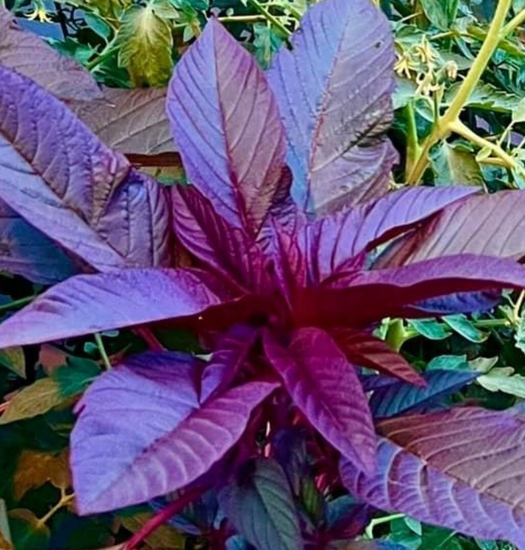 500+SEEDS GARNET AMARANTH Amaranthus Tricolor Vegetable Microgreens Gardenseeds
