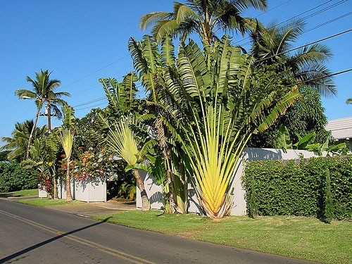 Ravenala madagascariensis | Traveller’s Palm | 5 Seeds