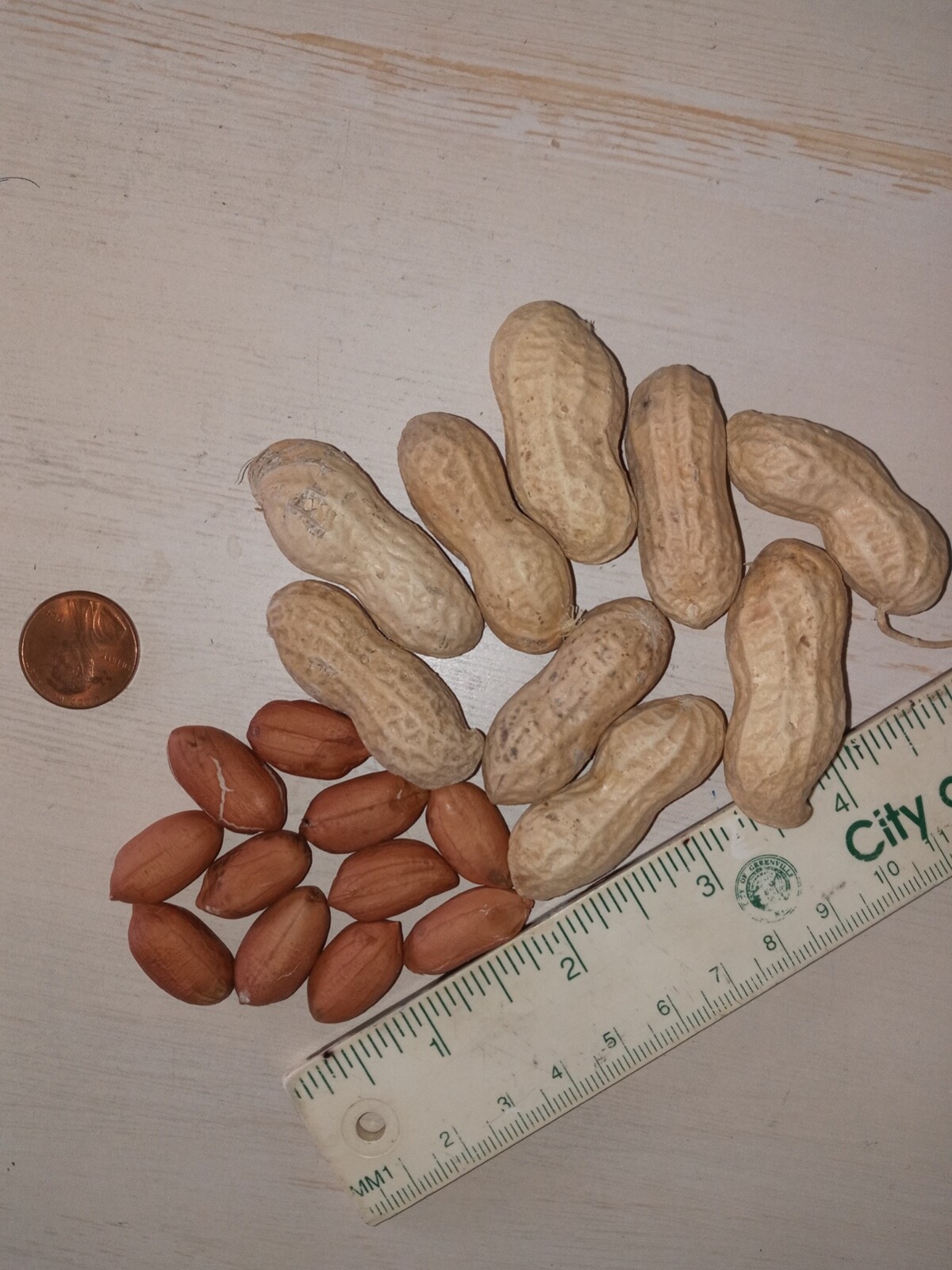40+ Jumbo Bailey Virginia Peanut Seeds For Planting ,Organic NON – GMO for 2023