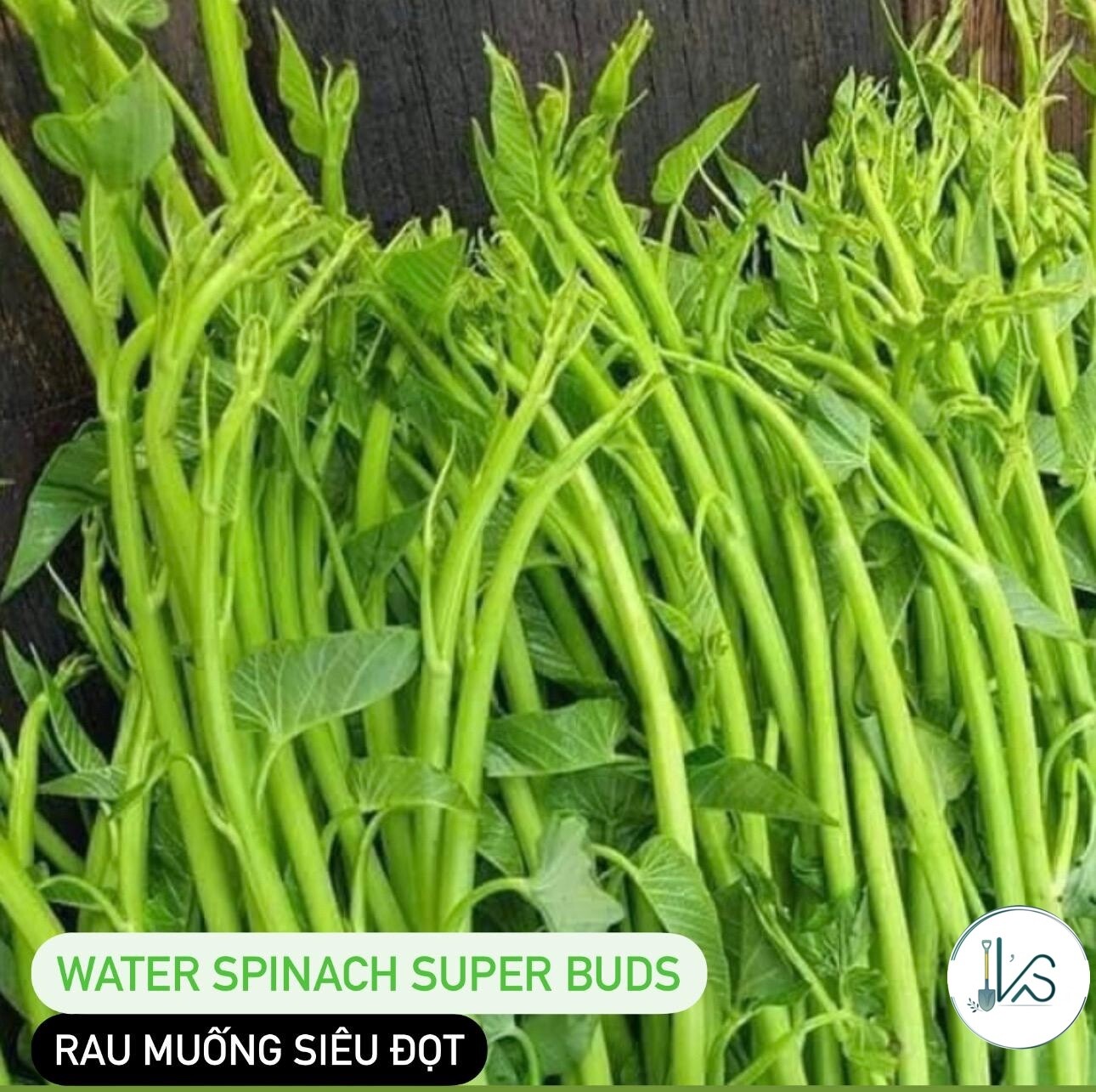 200+ pcs SUPER BUDS KANGKONG WATER SPINACH SEEDS,ONG CHOY, RAU MUỐNG SIÊU ĐỌT