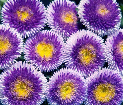 ASTER POMPON BLUE MOON Callistephus Chinensis – 100 Bulk Seeds