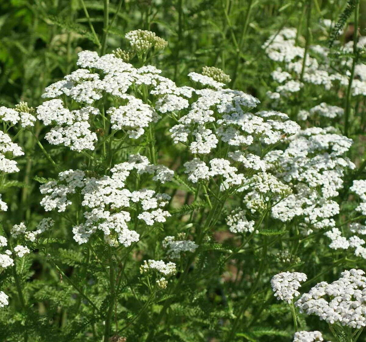 1oz White Yarrow Achillea Millefolium Flower Herb Seeds (174,000 Seeds)