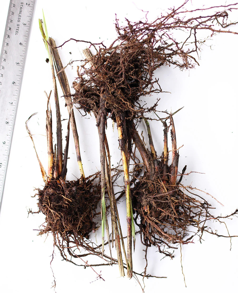 Zebra Grass – 3 bareroot plants