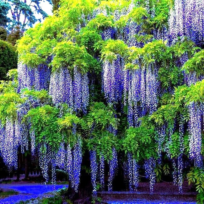 10 Chinese Blue Wisteria sinensis Tree Seeds Fast Flower Vine Hardy Bonsai Plant