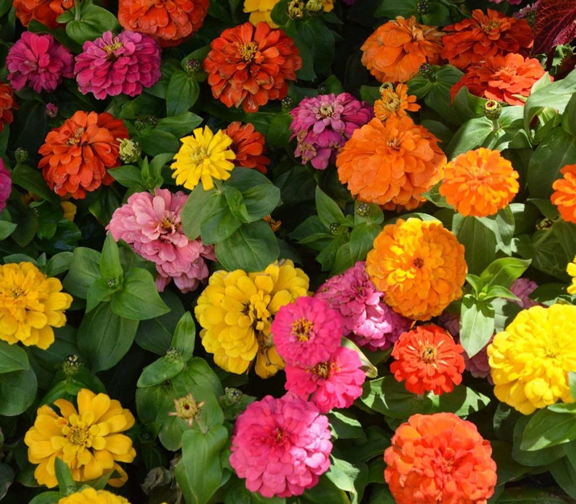 Zinnia California Giant Flower Seeds, Bulk red, pink, orange, yellow, white