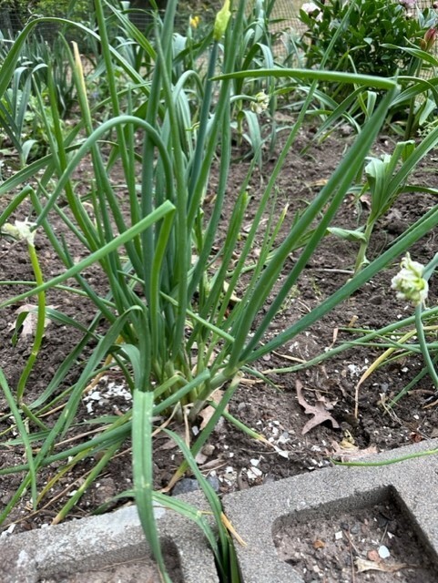 5 Egyptian Walking Onions, Tree Onion, top Onions. 5 roots to start