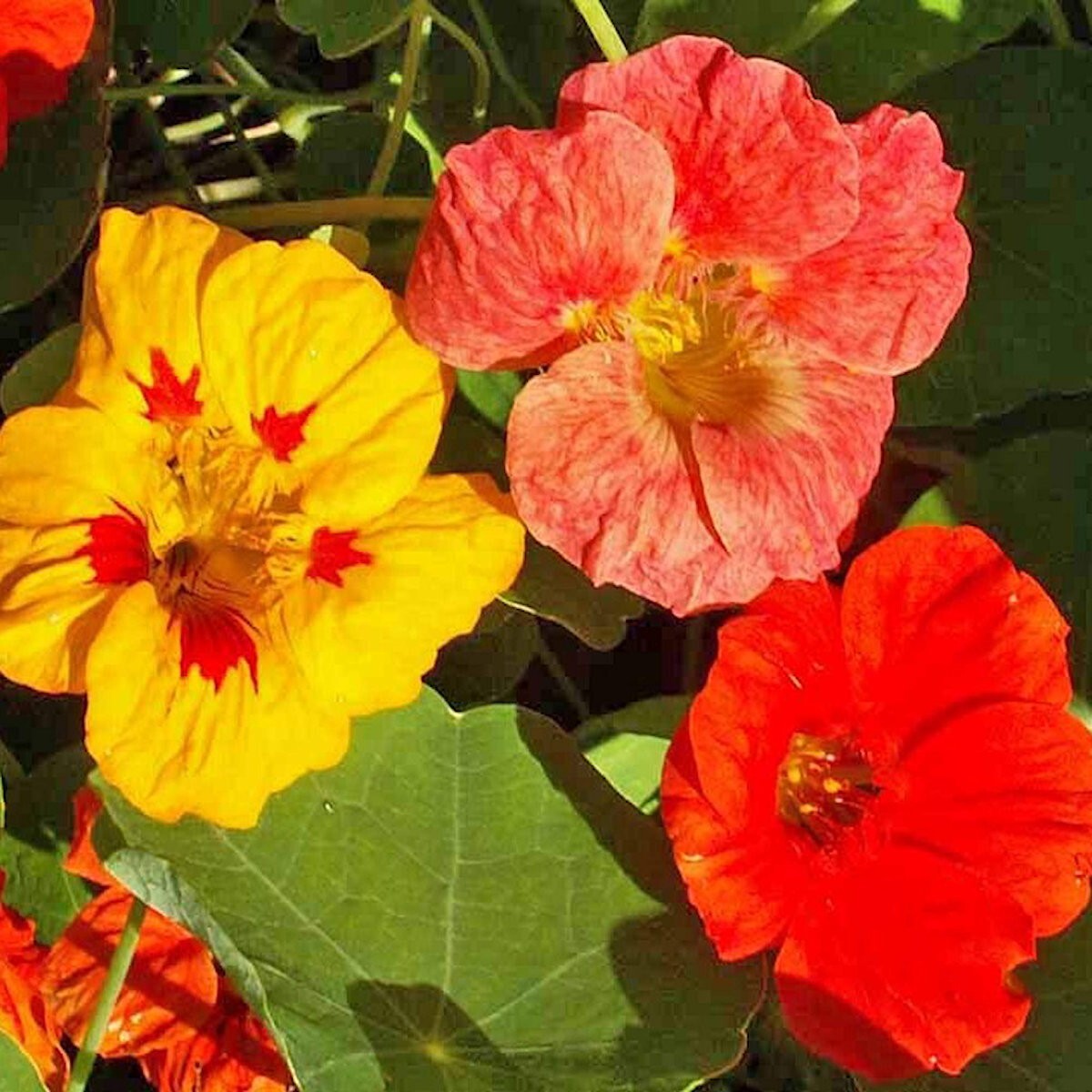 1/4 Lb Mixed Nasturtium Wildflower Seeds – Everwilde Farms Mylar Seed Packet