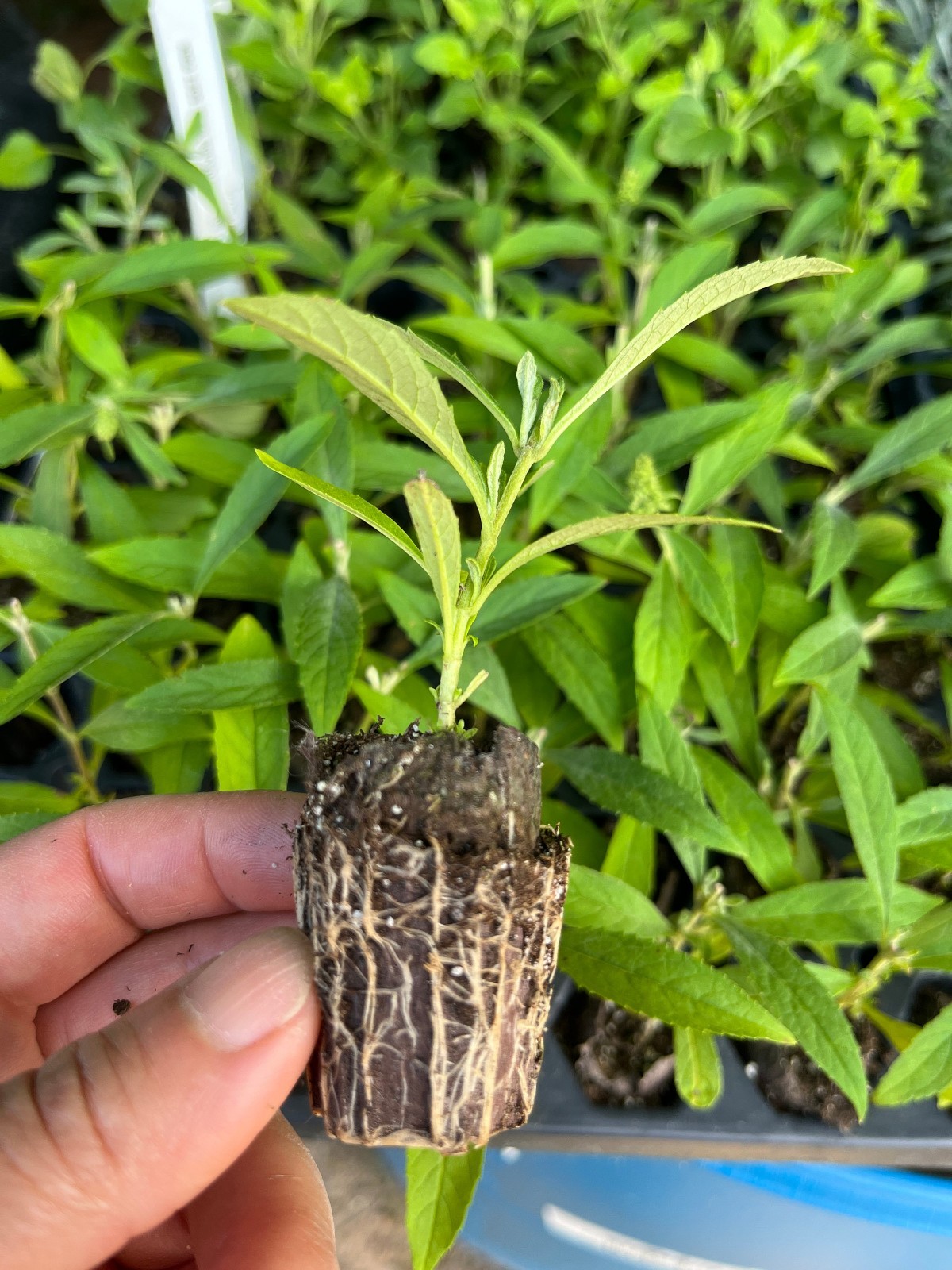 Butterfly Bush Starter Plant /Buddleja Davidii Buzz Well-Rooted Plug
