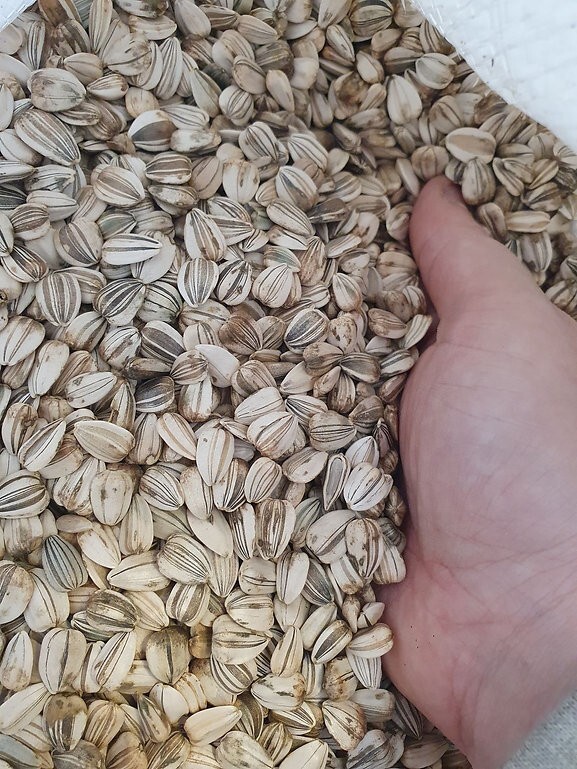 Mammoth Grey Stripe Sunflower Seeds 1oz