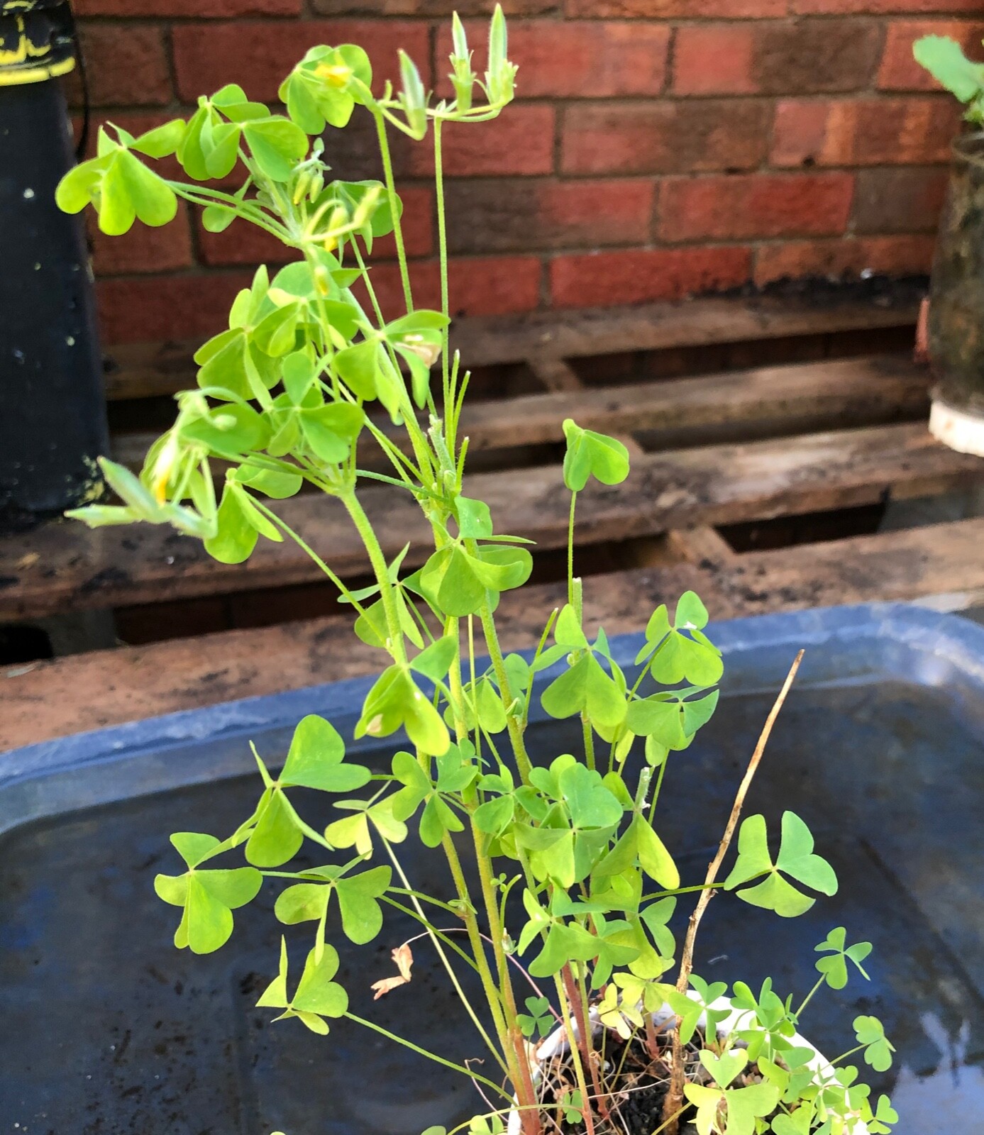 WILD & CLEAN!Oxalis Stricta Yellow Wood Sorrel 2024 Seeds~Lemon Clover*Sourgrass