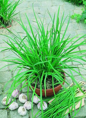 Chives Garlic Geisha 1,000 seeds
