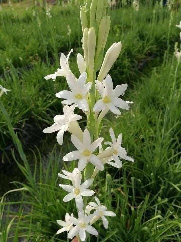 7 Single Mexican Tuberose Polianthes Lily SMALL BULBS~Fragrant~Heat Hardy