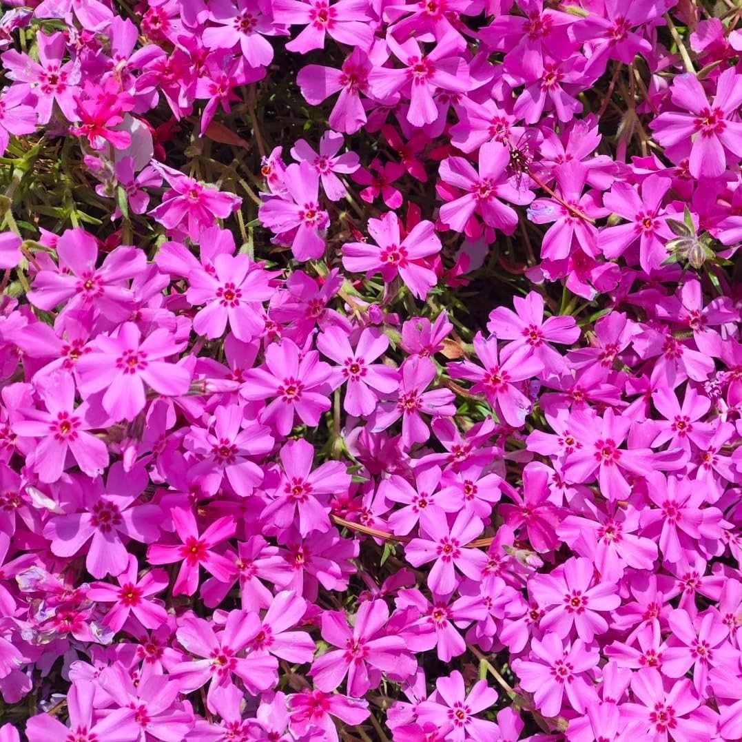 1100+ Annual Phlox Beauty Mix Seeds for Planting Outdoor-Creeping Phlox Ground C