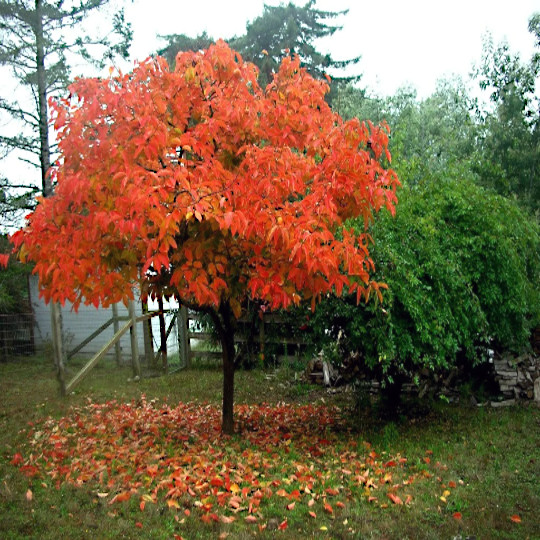 PERSIMMON TREE SEEDS Diospyros Virginiana SUGAR PLUM Fruit Plant COLD HARDY 4-9