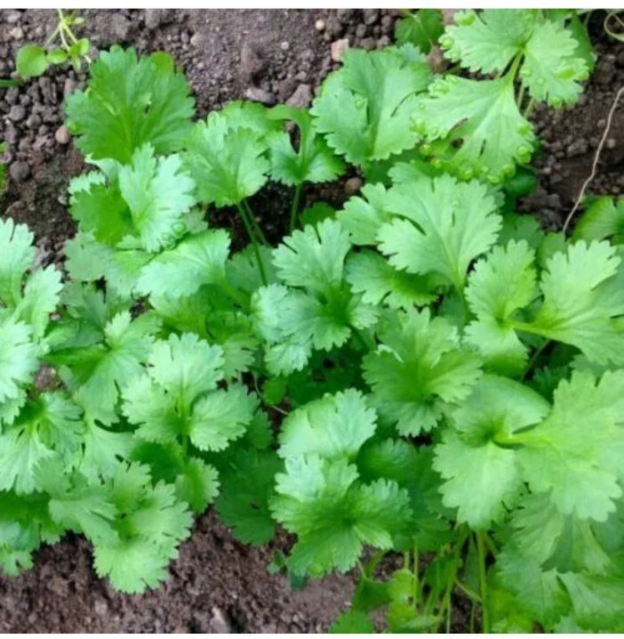 20 + Leisure Cilantro Seeds / Leisure Coriander Seeds | Non-GMO