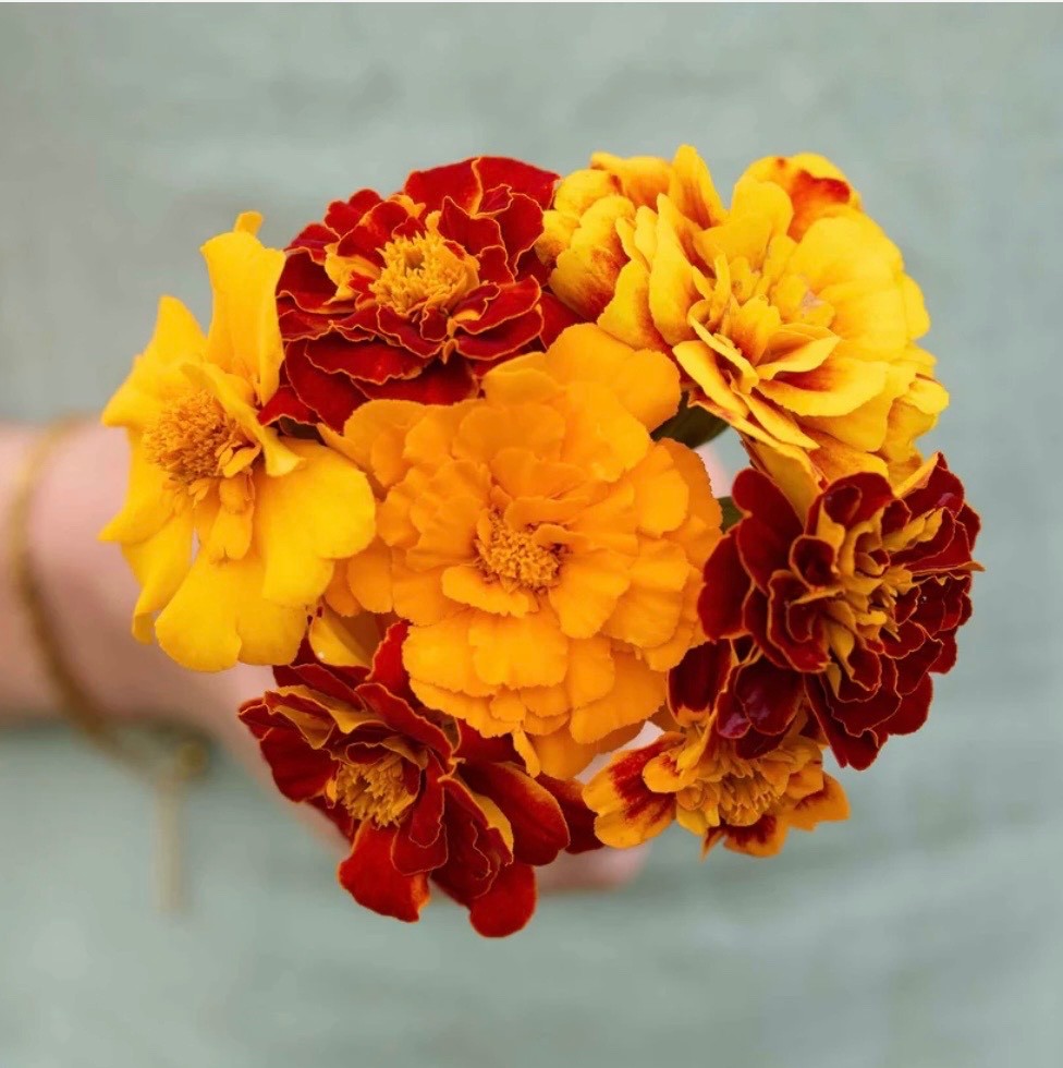French Marigold Flower Seeds, Dwarf Double Bloom Sparky Mix, NonGMO Fresh 2026