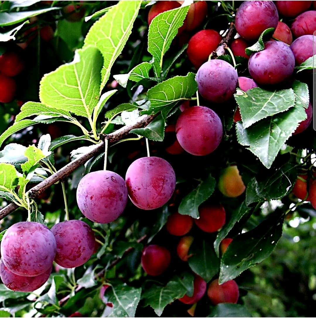 1 Pound Prunus Americana Tree Seeds About 900 To 1000 Seeds bulk