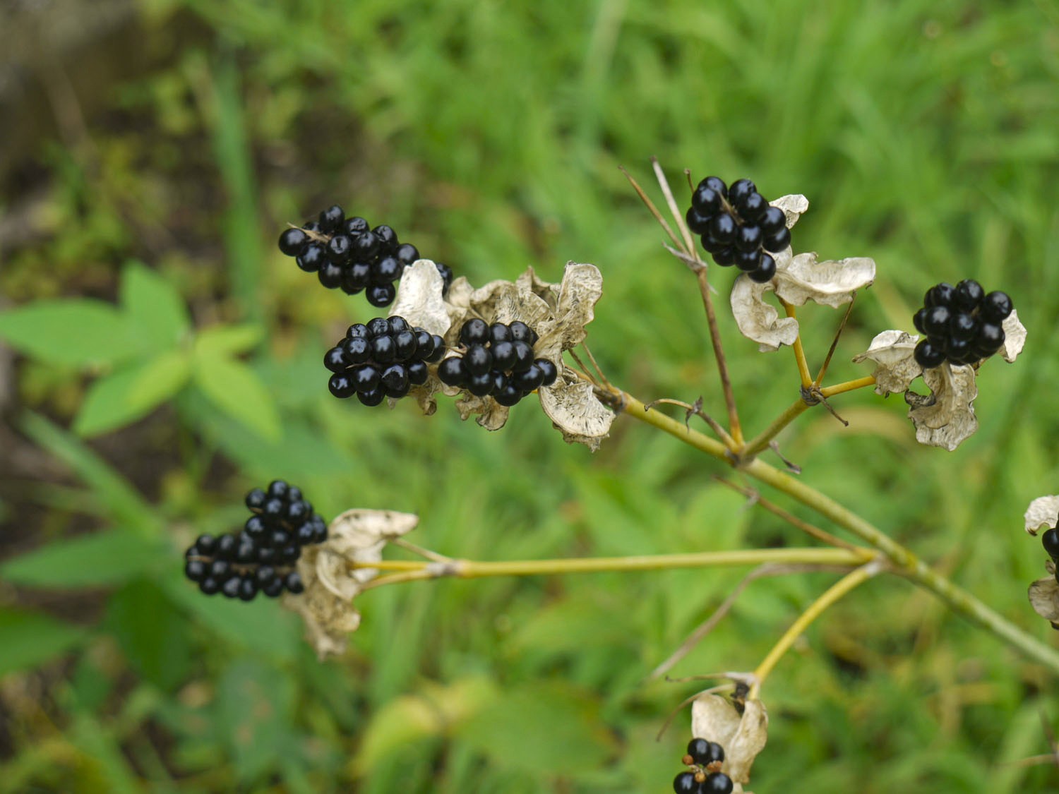 2 Blackberry Lily (aka- Leopard lily)~live, shipped bare-root