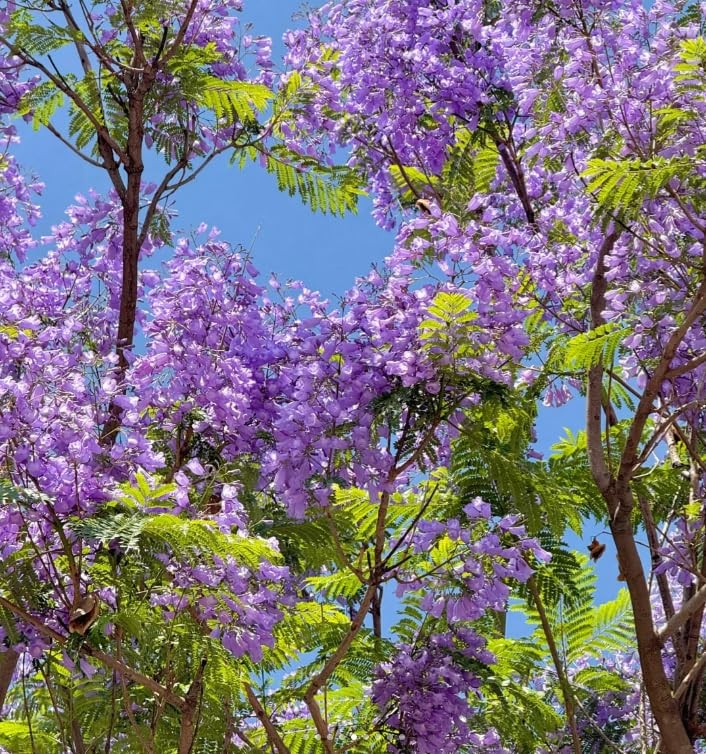 Jacaranda Tree Seeds 100pcs – Stunning Blue Flowering Bonsai, DroughtTolerant…