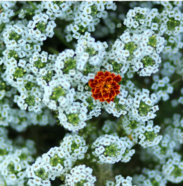 Alyssum, Sweet TALL WHITE Tender Perennial Heirloom USA Non-GMO 1000 Seeds!