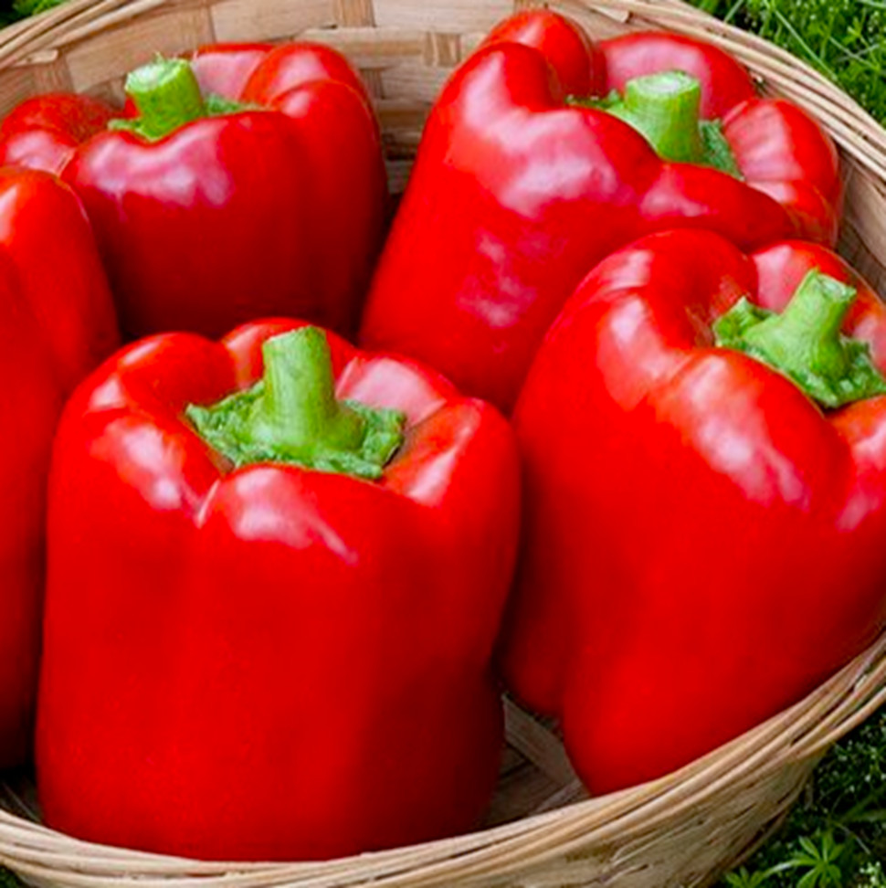 55+ California Wonder Bell Pepper BIG Heirloom Seeds NON-GMO Fresh Garden FAST