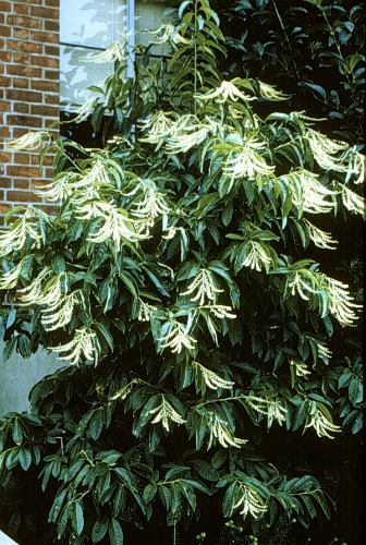 Lily of the Valley Tree, Oxydendrum arboreum, Seeds (Fall Color, Fragrant)