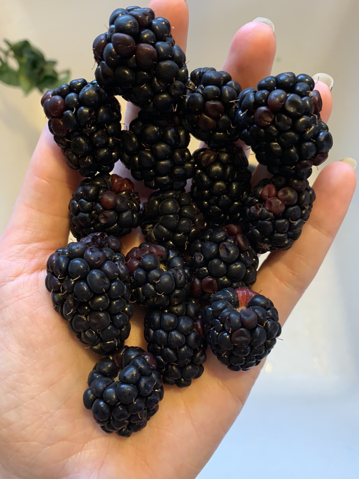 200 Blackberry Seeds Homegrown Edible Berry Bush Garden Vine Fruit USA Organic