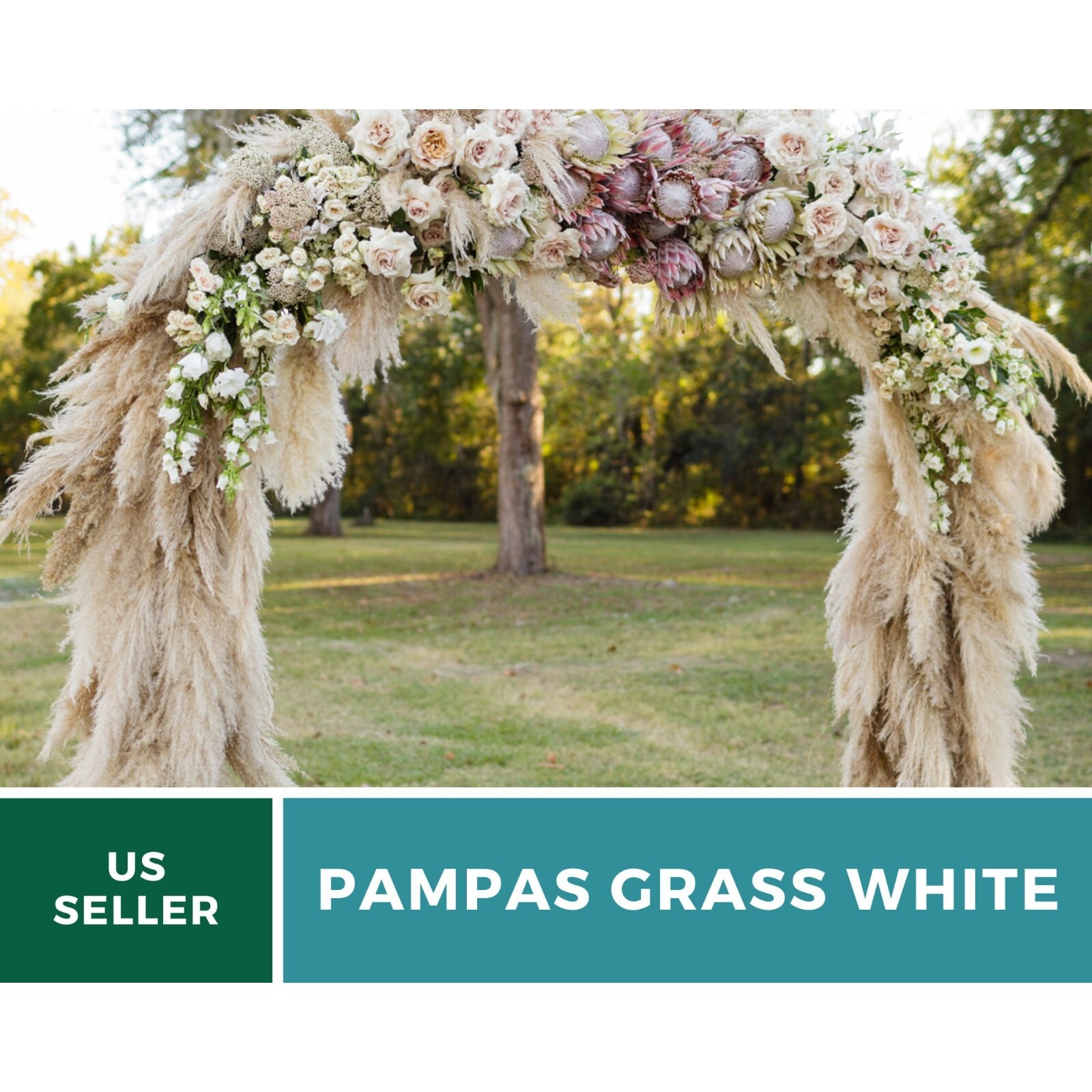 Pampas Grass, White – 100 Seeds – Heirloom Ornamental Grass – Elegant and Airy