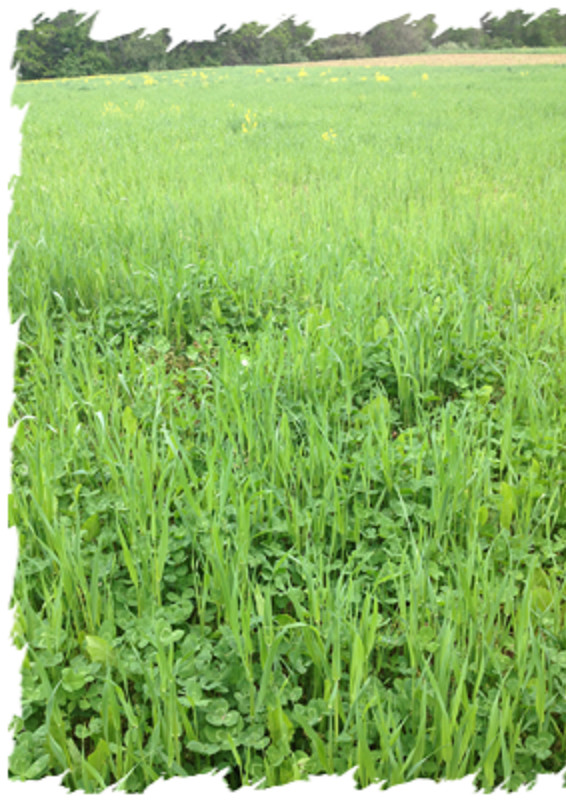 Buck Forage Oats Seeds Preferred by Whitetails
