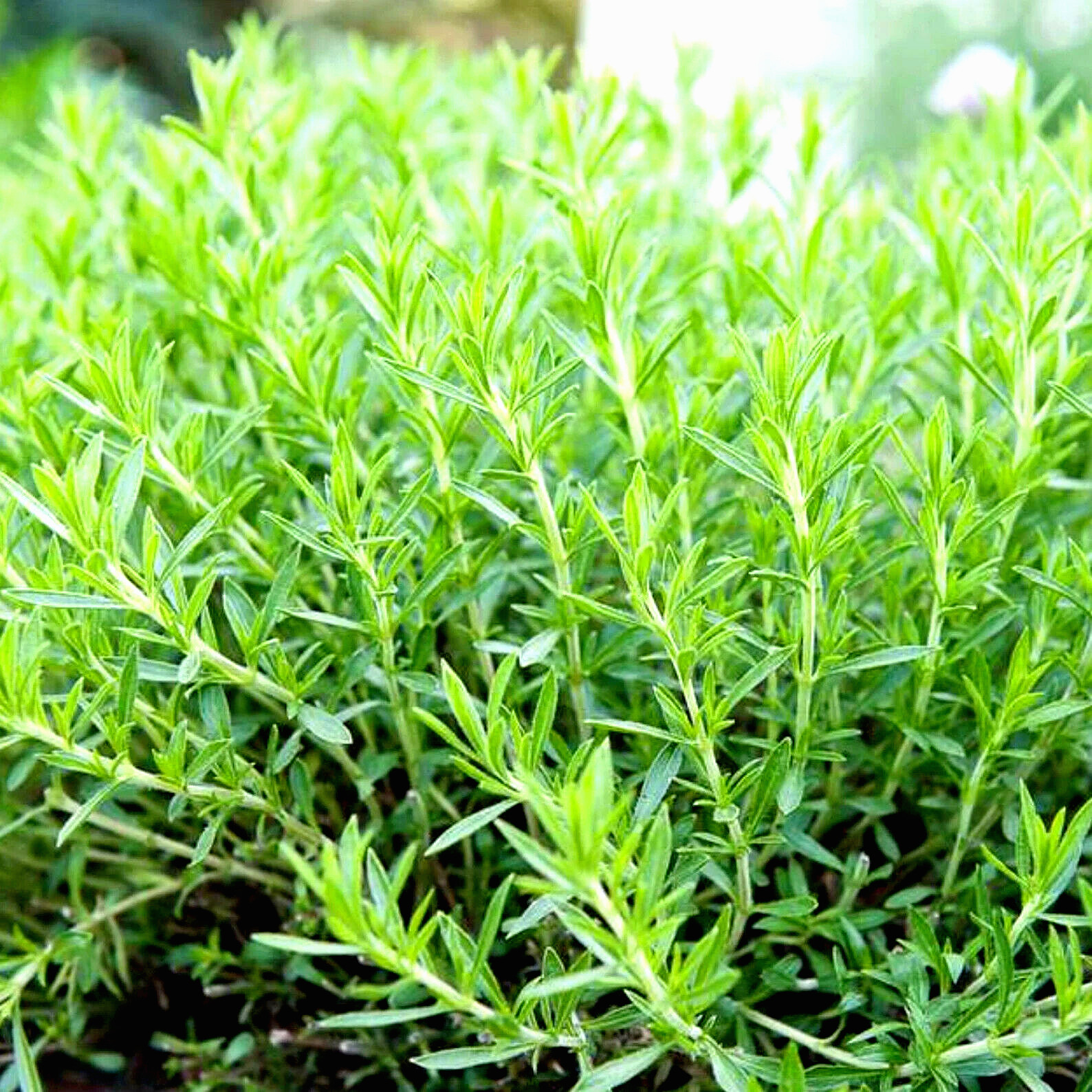 2000+ TARRAGON SEEDS SPRING PERENNIAL HERB FLOWER GARDEN ANISE NON-GMO HEIRLOOM