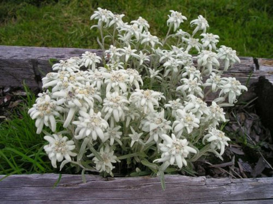200+ Edelweiss Herb Seeds (Leontopodium Alpinum)