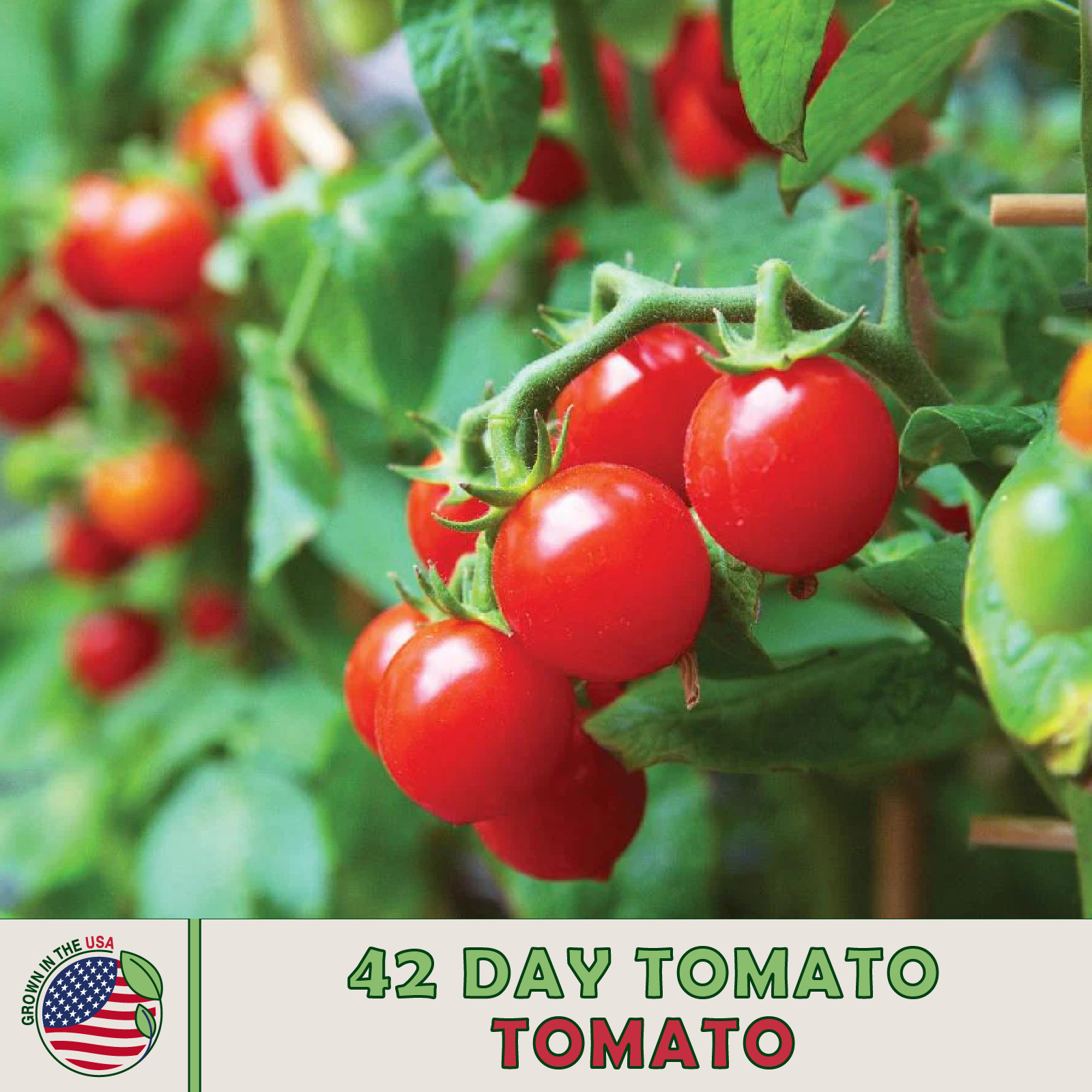 42 Days Tomato, World’s Earliest Ripening Tomato! Heirloom, 40 seeds,Genuine USA