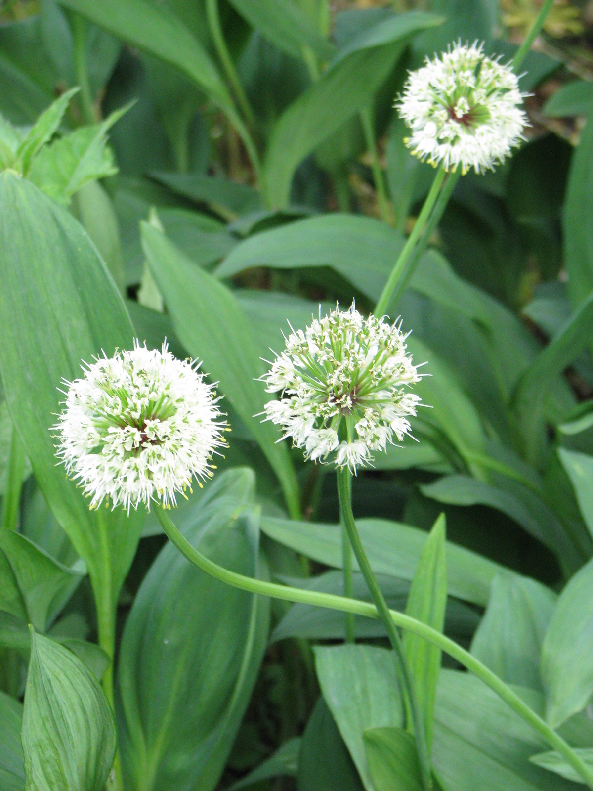 500 ALLIUM VICTORIALIS Seeds (Victory Onion) | NON-GMO | Free shipping | Annual