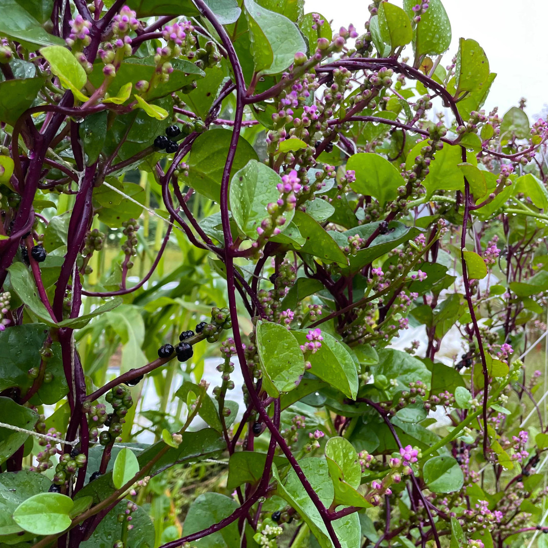 Fresh Red Malabar Spinach Seeds | Mong Toi | Heirloom Non-GMO | Asian Vegetable